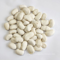 Wholesale Yunnan Large White Kidney Beans